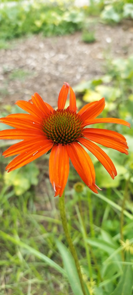 A bright red cultivar of echinacea, showing the characteristic spiky center surrounded by a ring of bright, daisy-like petals.