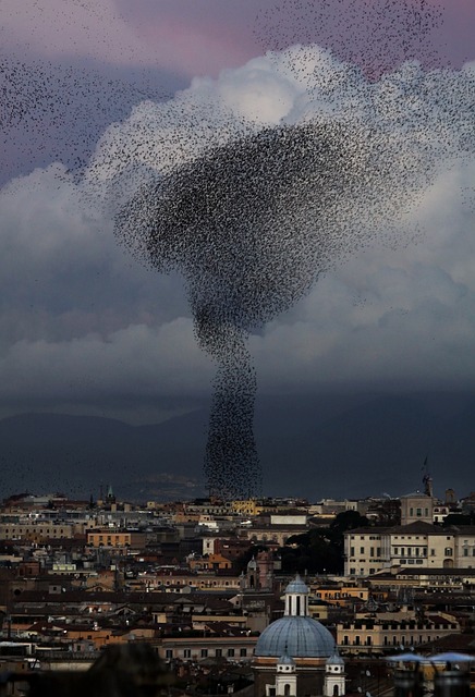 A murmuration of birds over a city, against a dark, cloudy sky. 