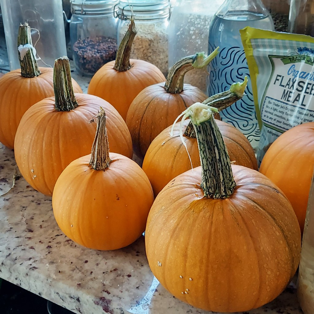Eight pumpkins, sitting on a granite countertop. There's a bag of flaxseed meal and some glass canisters of rice, beans, and oats in the background. 