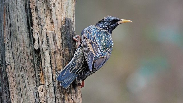 A starling clinging to the trunk of a tree. 