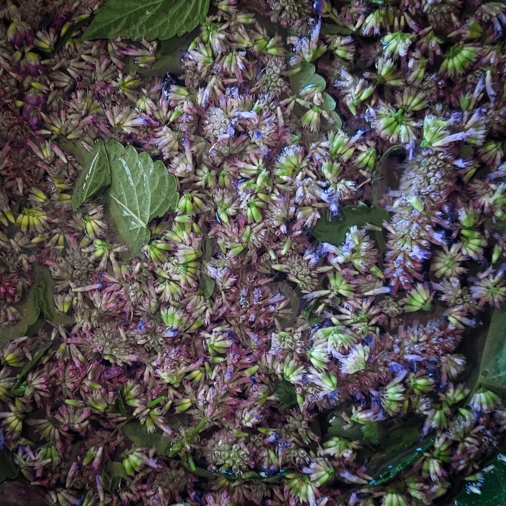 A bowl of small, bright purple flowers and green leaves soaking in water.