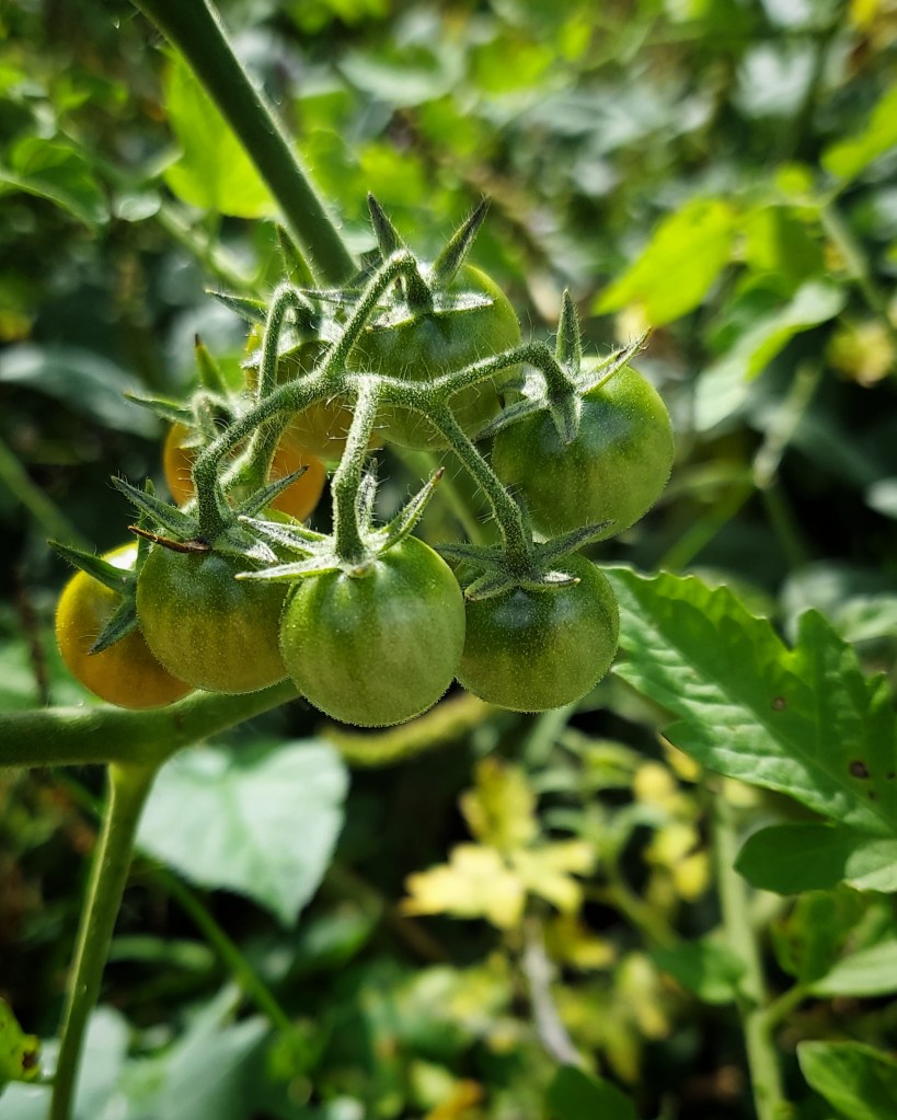 A cluster of cherry tomatoes. Most are still green, but a few are beginning to blush orange. 