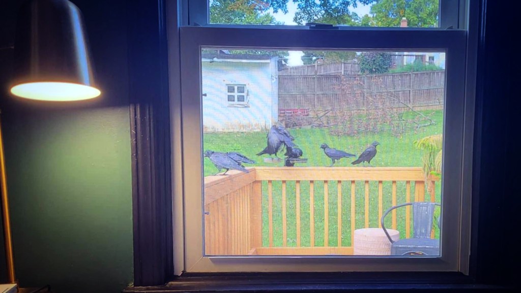 A view through a window, showing seven crows crowding around a feeder.