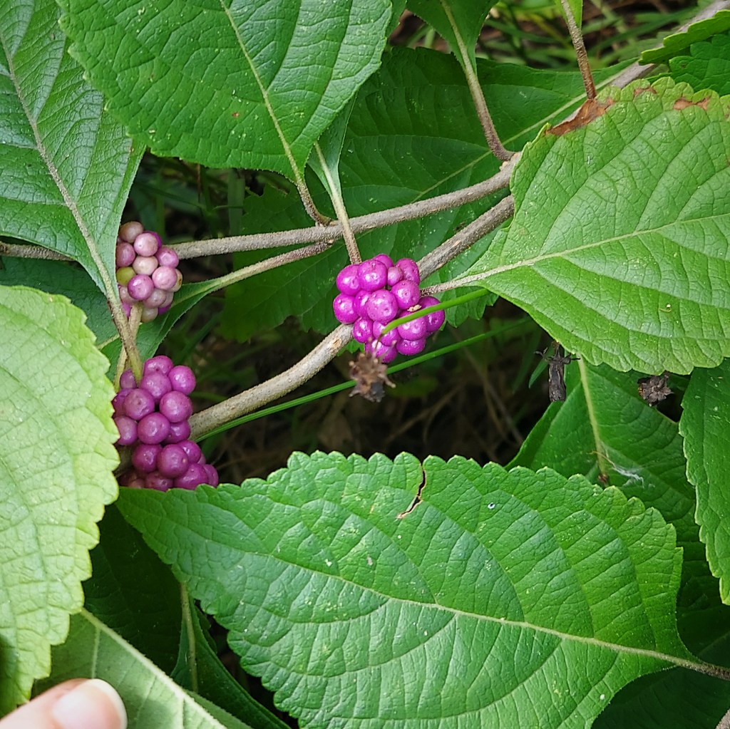 Tiny clusters of bright pink beautyberries hidden among serrated green leaves.