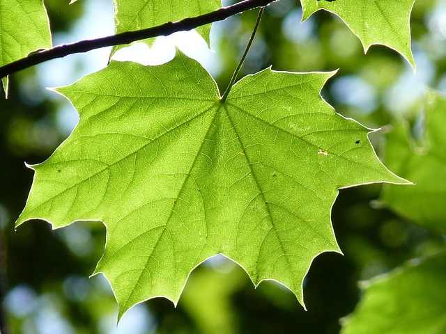 A bright green maple leaf. 