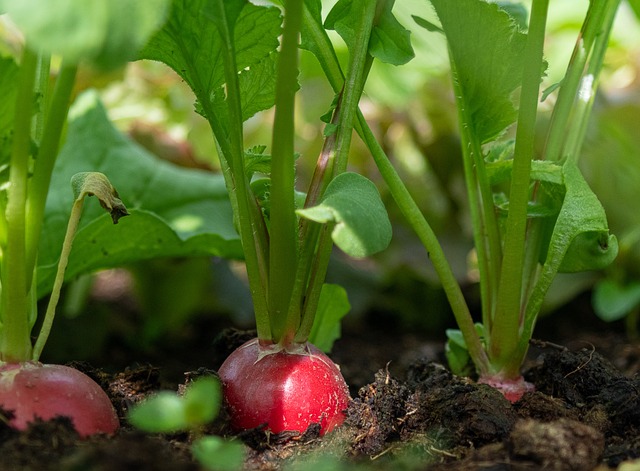 A close up of some radishes, still in the soil. The tops of the round, red roots are visible just above the soil line. 