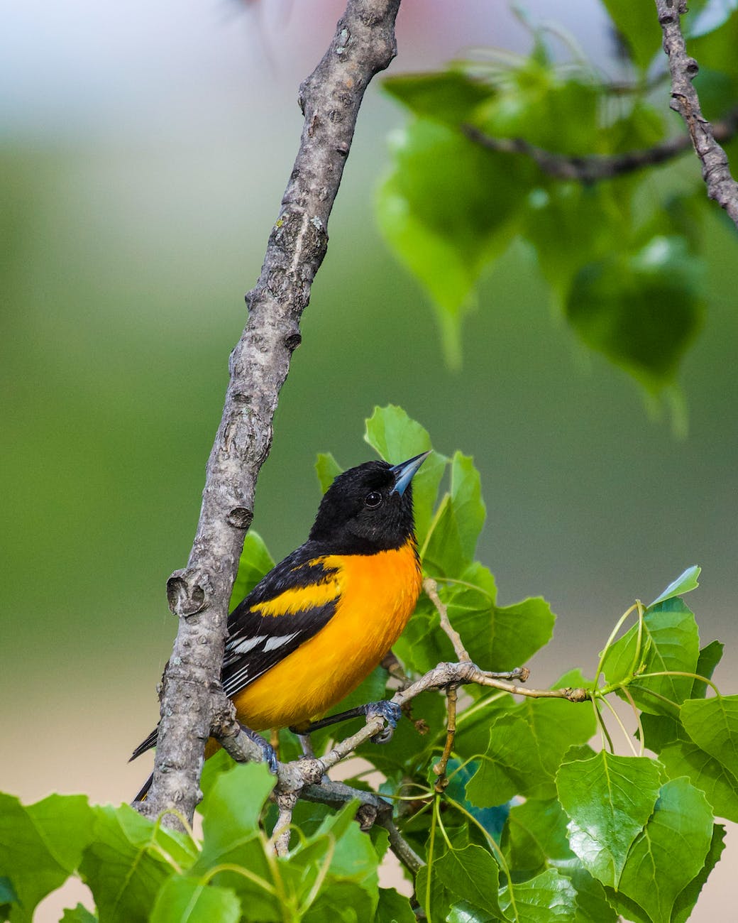 An oriole perched on a branch. The bird has a jet black head, bright orange breast, and wings with black, orange, and white bars. 