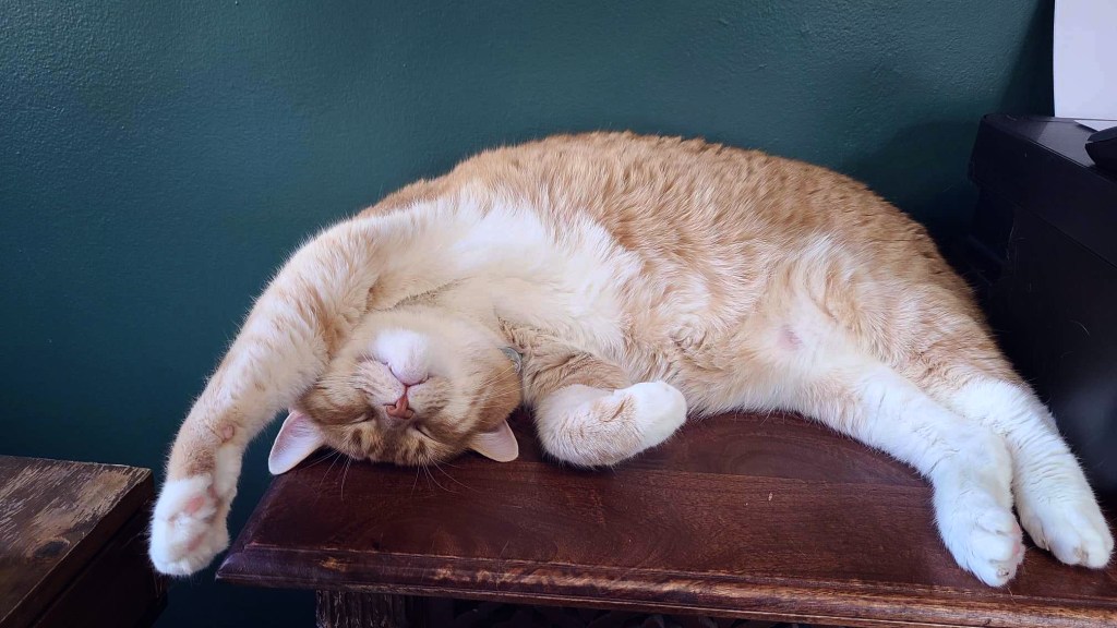 A large orange cat lays on his side in a sort of crescent shape, with one paw arching over his head. His tummy looks incredibly soft, and a pair of small, snaggly fangs peek out of his massive dumbass face. 
There are no thoughts here. Purely vibes. 