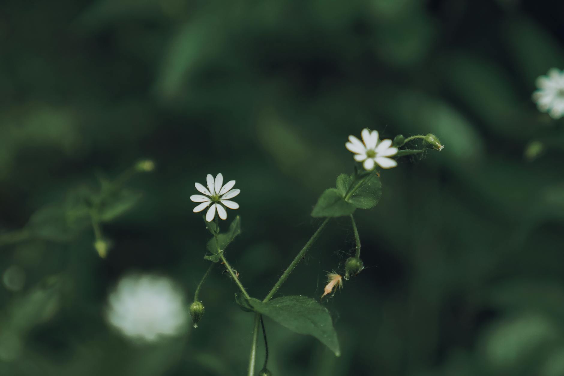 Tiny white chickweed flowers. 