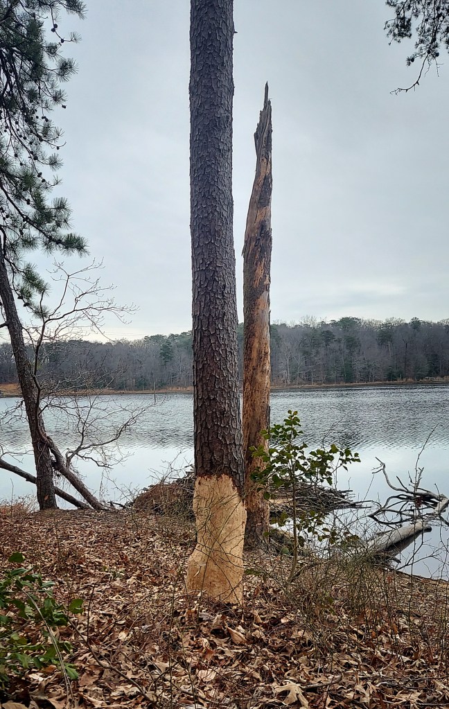 A conifer, girdled by beavers. Though the bark's stripped away, the wood itself isn't gnawed on very deeply.