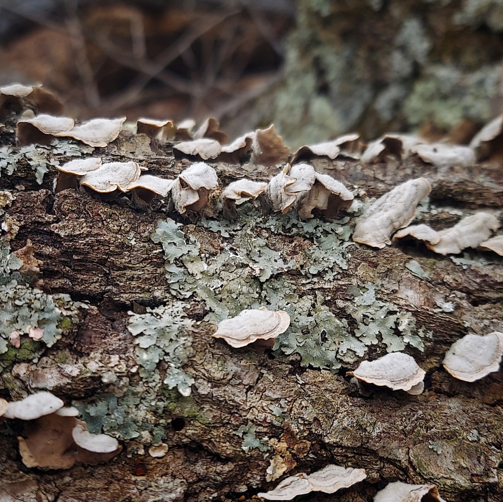 A closeup of a fallen tree trunk, with lichen and tiny bracket mushrooms. 