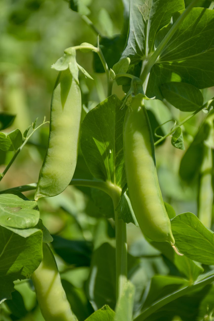 Pea pods growing on the vine. 