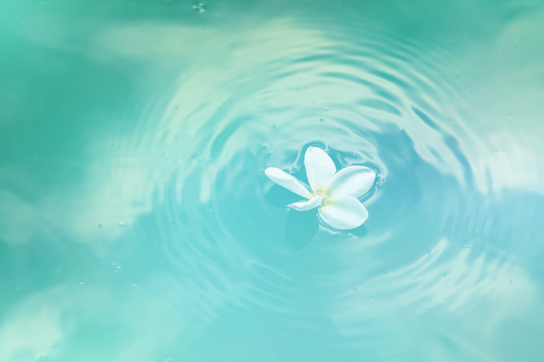 A white flower floating peacefully on water.