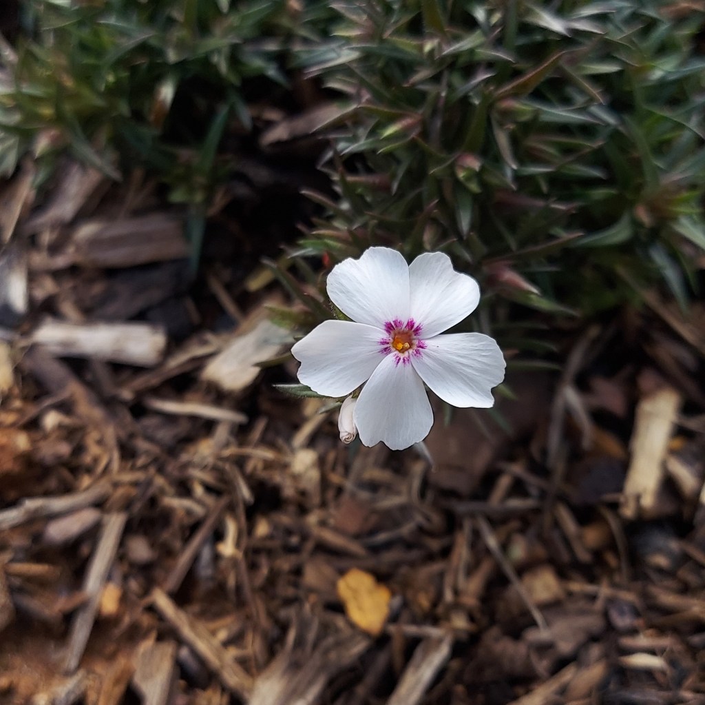 A white Phlox subulata flower.