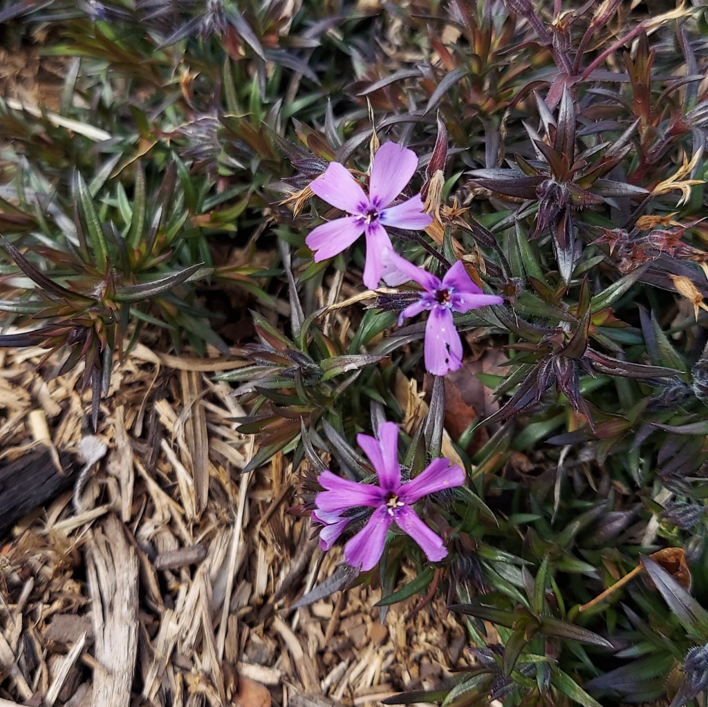 Bright purple Phlox subulata flowers.