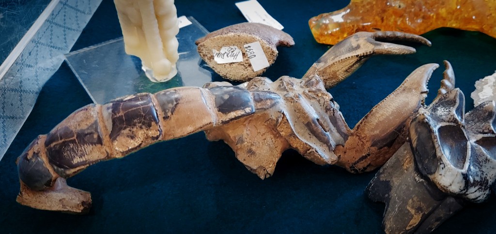 Some sort of prehistoric scorpion (possibly Pulmonoscorpius kirktonensis). It's roughly a foot long, with its tail arched beneath it and its massive claws upraised. 