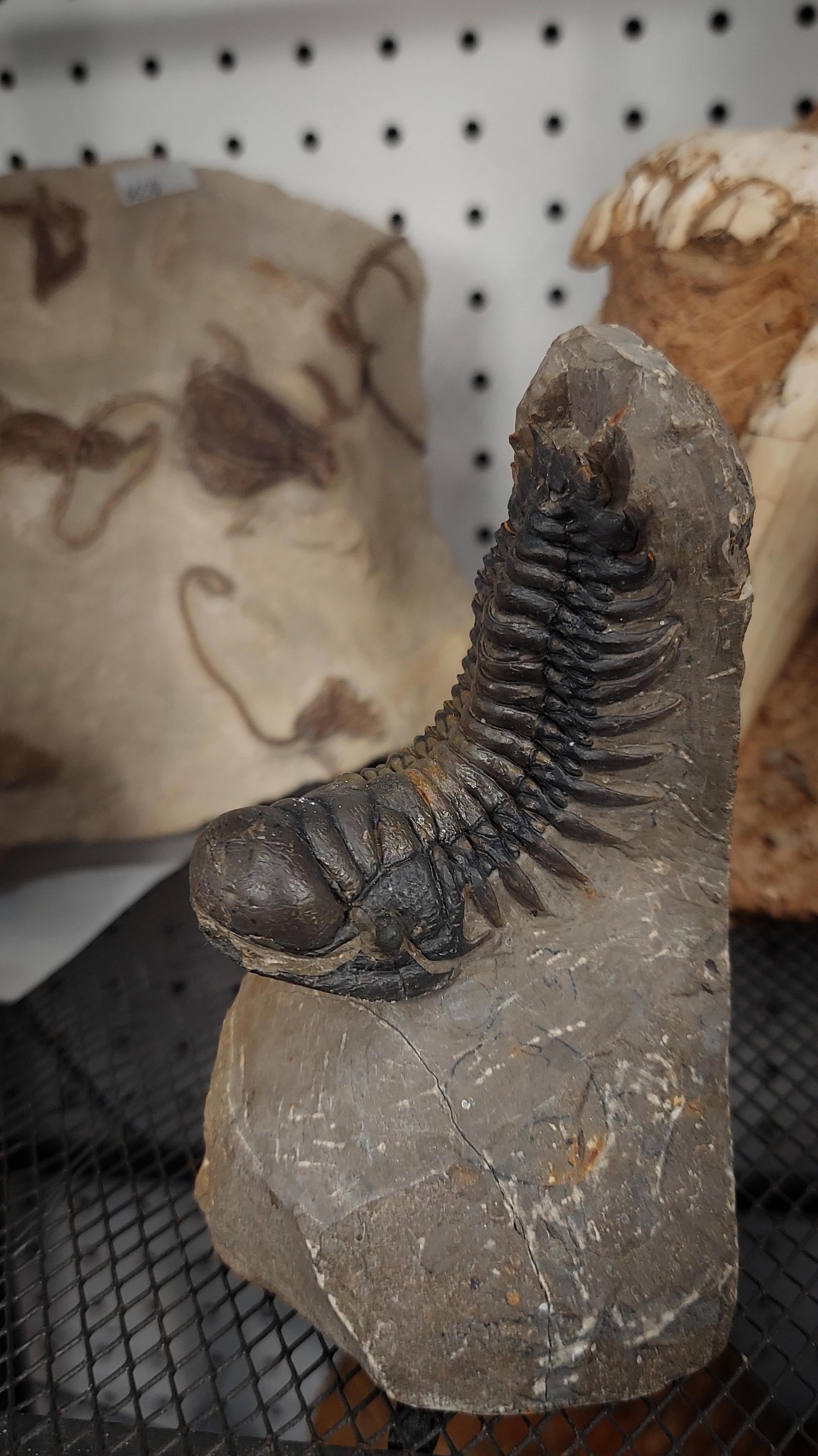 A trilobite on a piece of rock. The specimen's many legs are visible, and its back is curved in a way that makes it look almost curious.