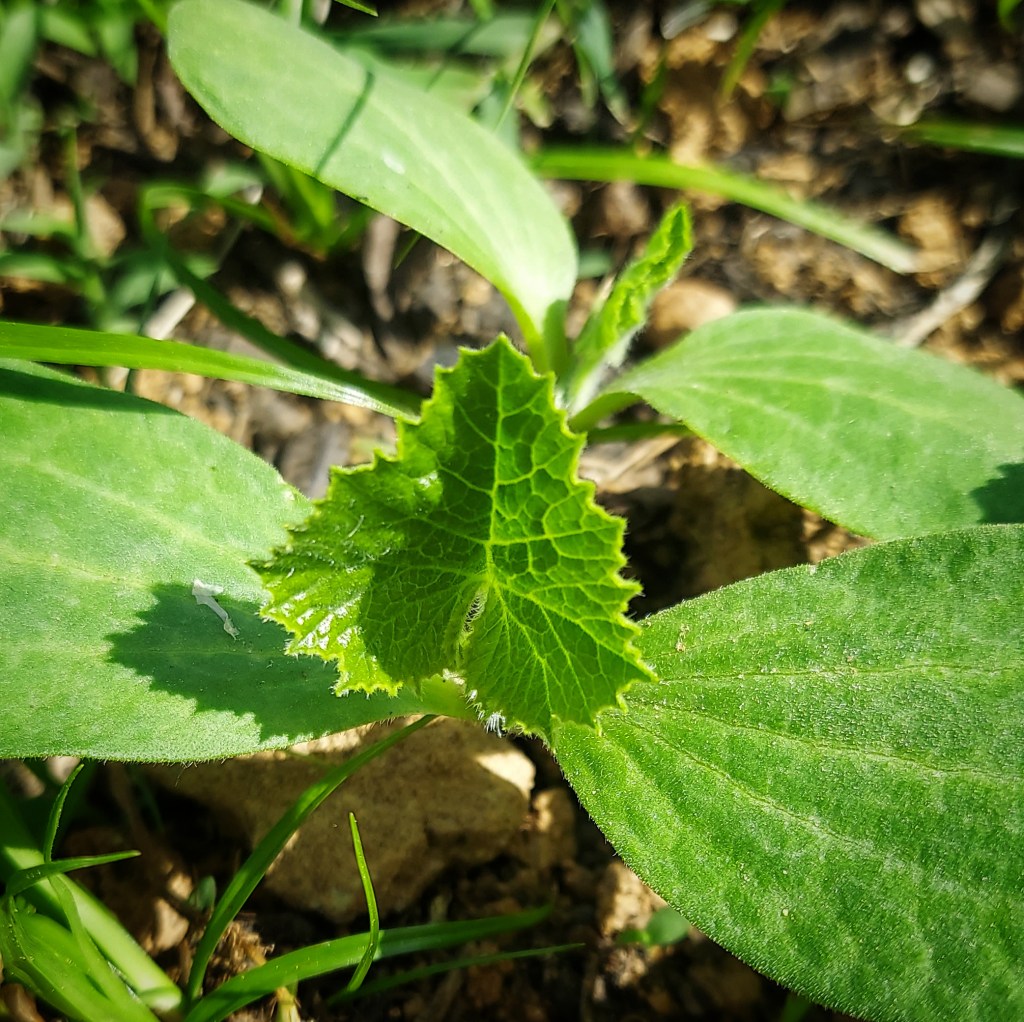 A pumpkin sprout, secondary leaf unfurled. 