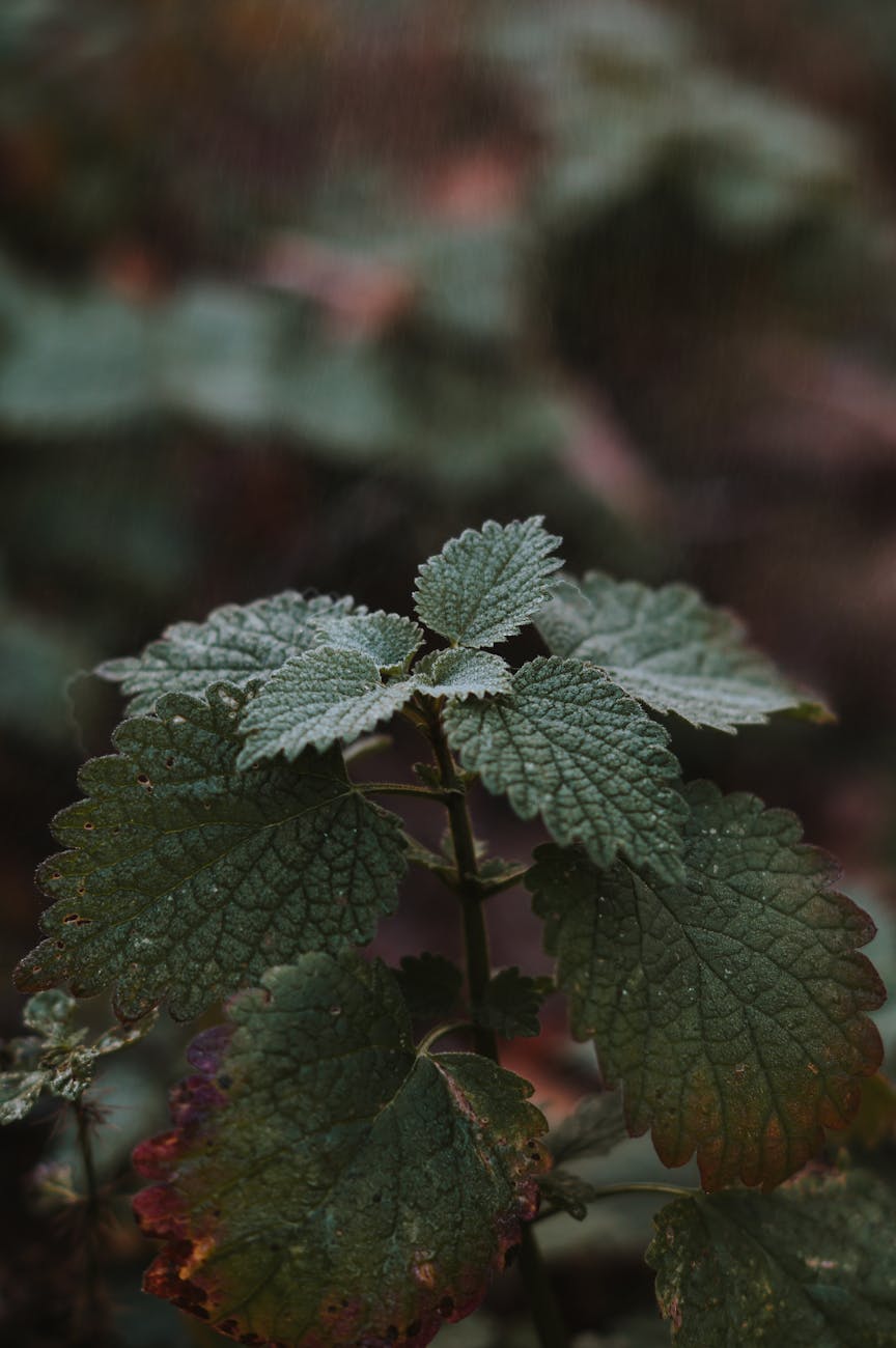 A sprig of lemon balm against a dark background.