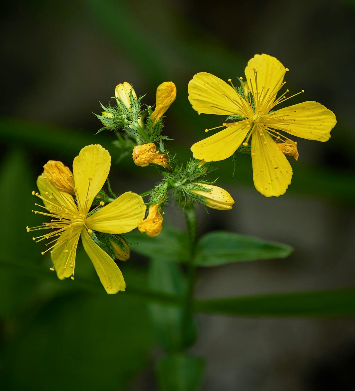 Bright yellow St. John's wort flowers.