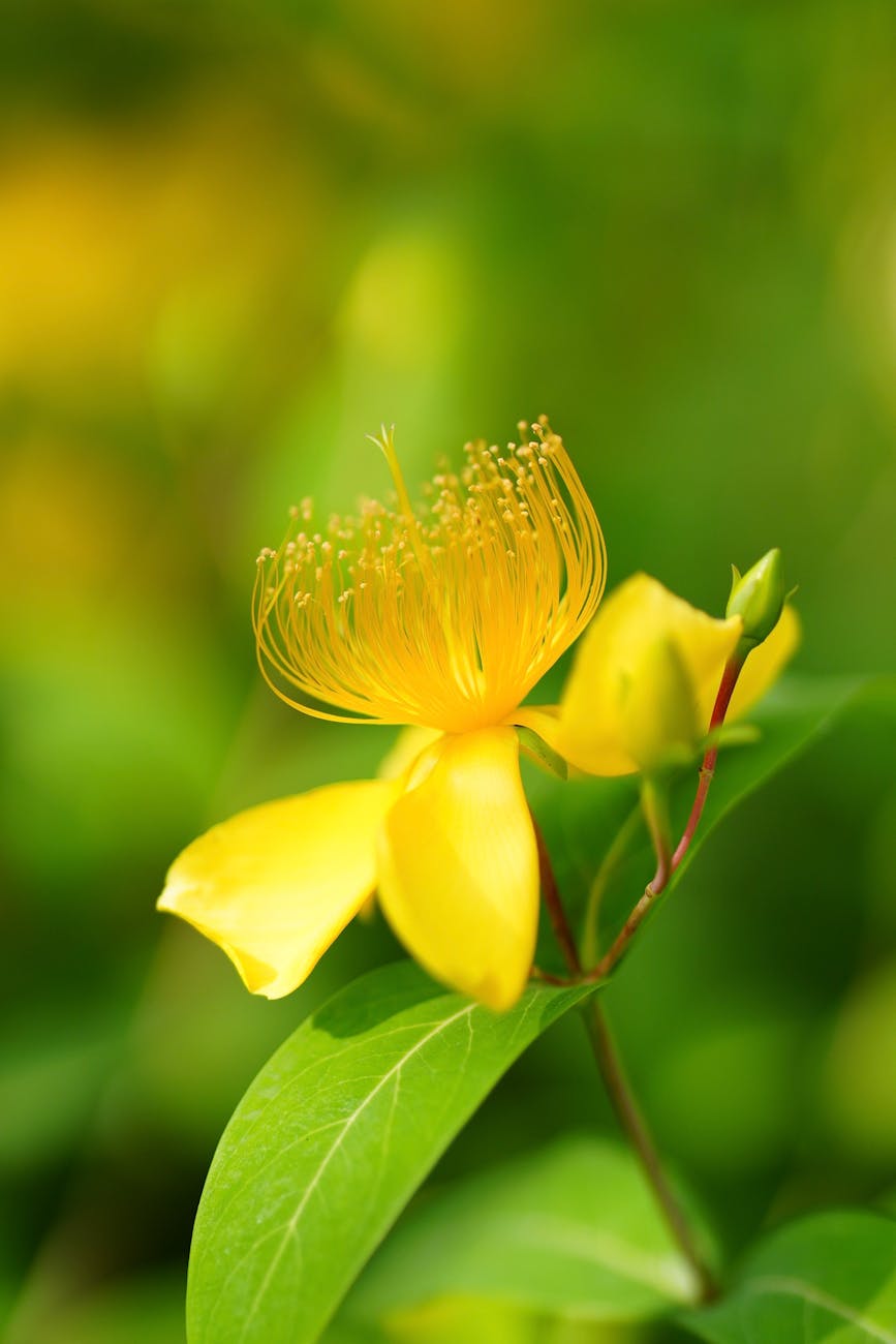 A side view of a creeping St. John's wort, Hypericum calycinum, flower.