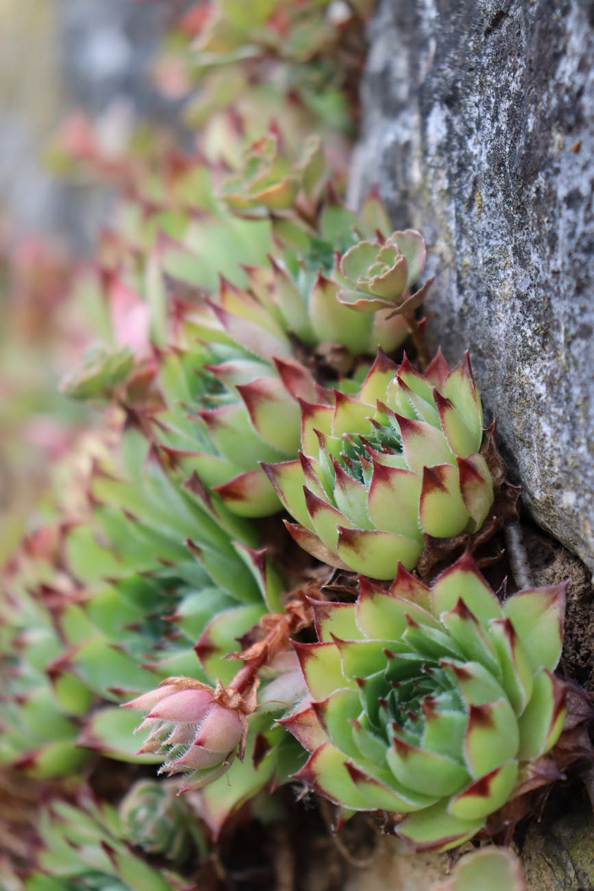 Sempervivums clinging to a rock face. 