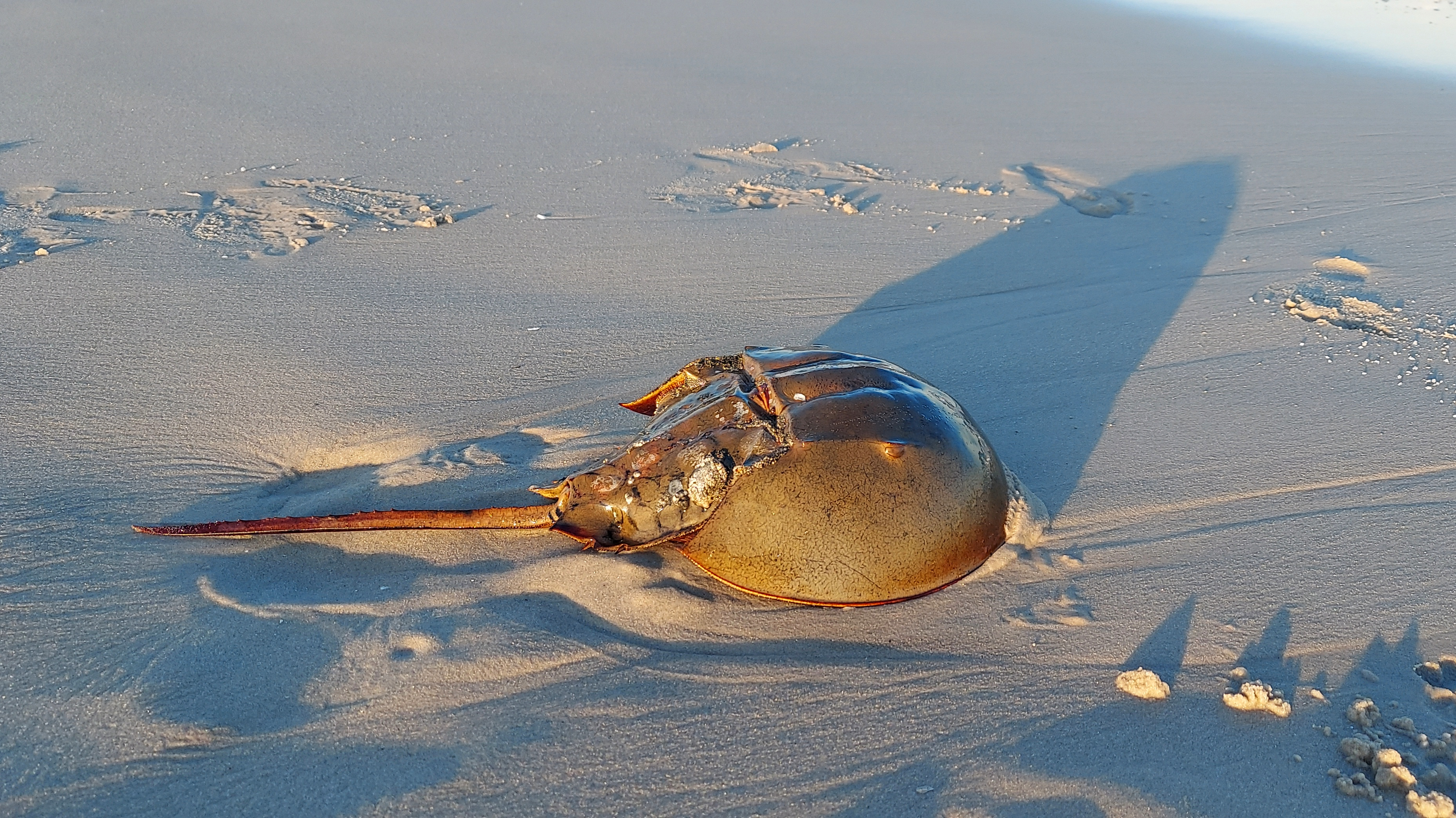 The intact shell of a large horseshoe crab on the sand.