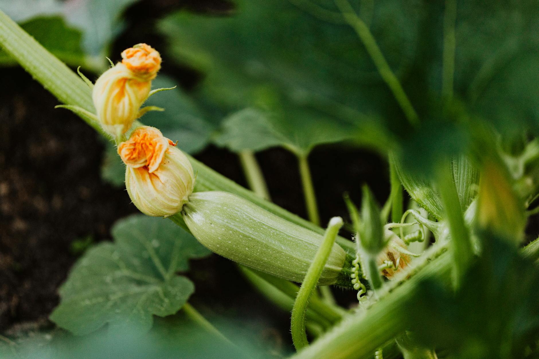 A zucchini ripening on the vine, with the blossom still attached.