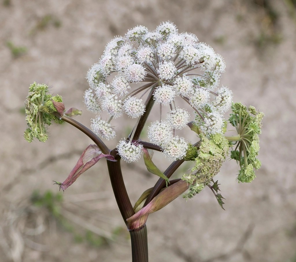 A budding wild angelica plant (Angelica sylvestris). 
