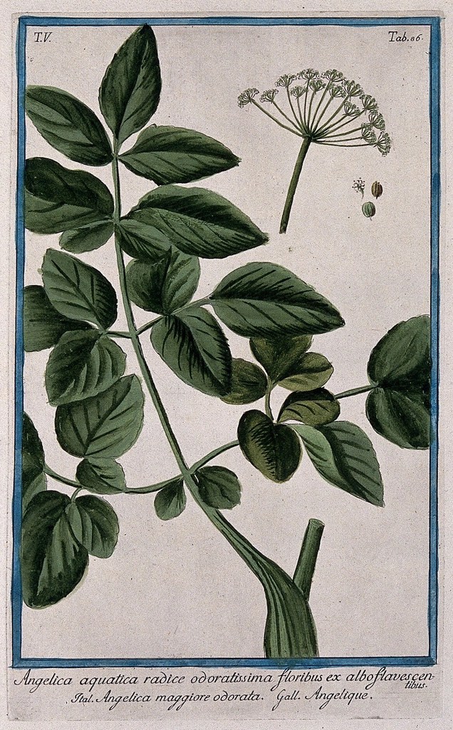 An old botanical illustration of angelica. The caption at the bottom reads, "Angelica aquatica radice odoratissima floribus ex alboflavescentibus. Ital. Angelica maggiore odorata. Gall. Angelique."