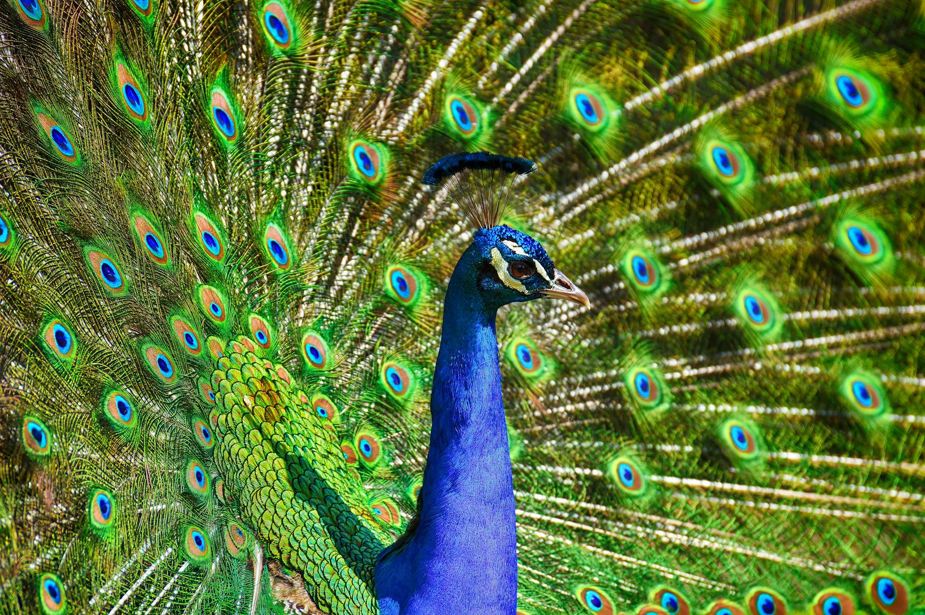 A male peacock, tailfeathers spread to show their distinctive eye-spots.