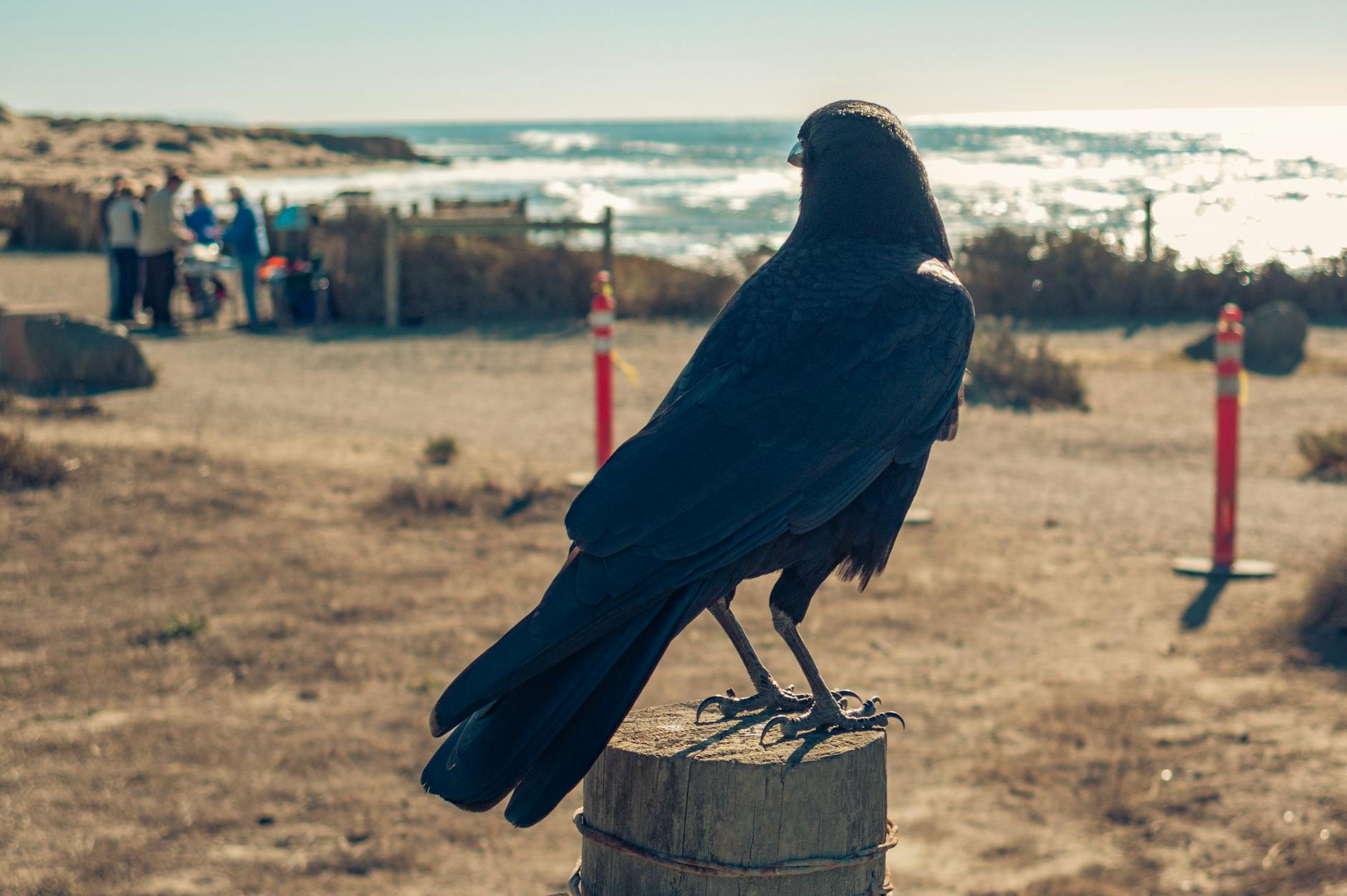 A crow, perched on a fence, observes a distant group of people. 