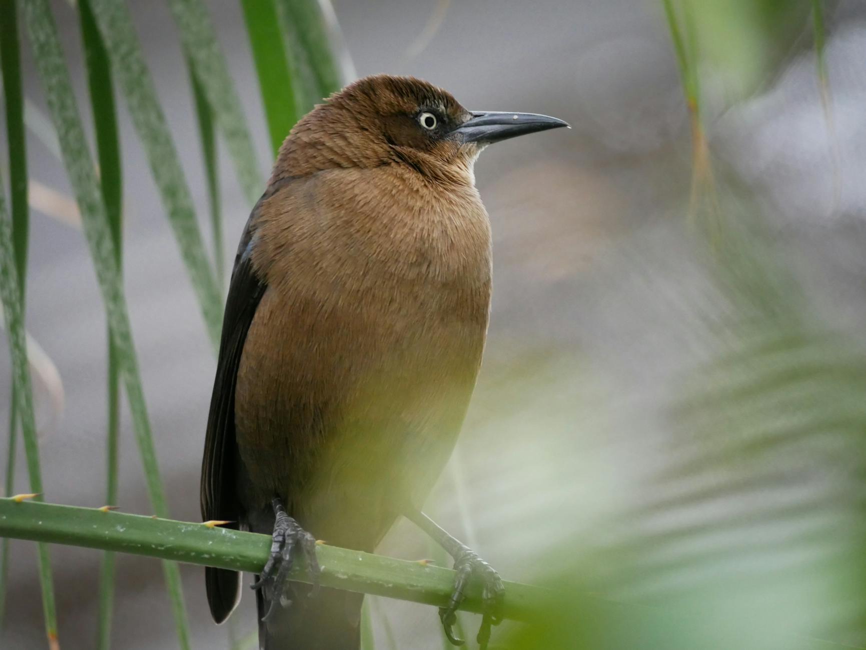 A female grackle, displaying soft reddish brown plumage.