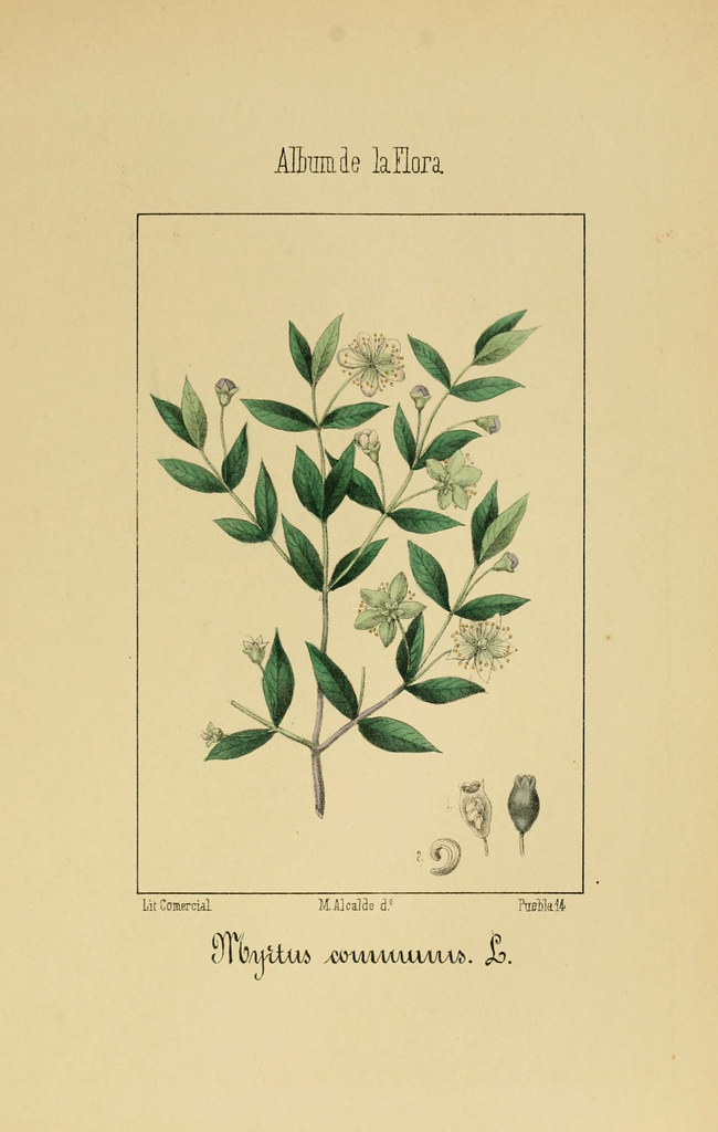 A botanical illustration of Myrtus communis, the common myrtle.