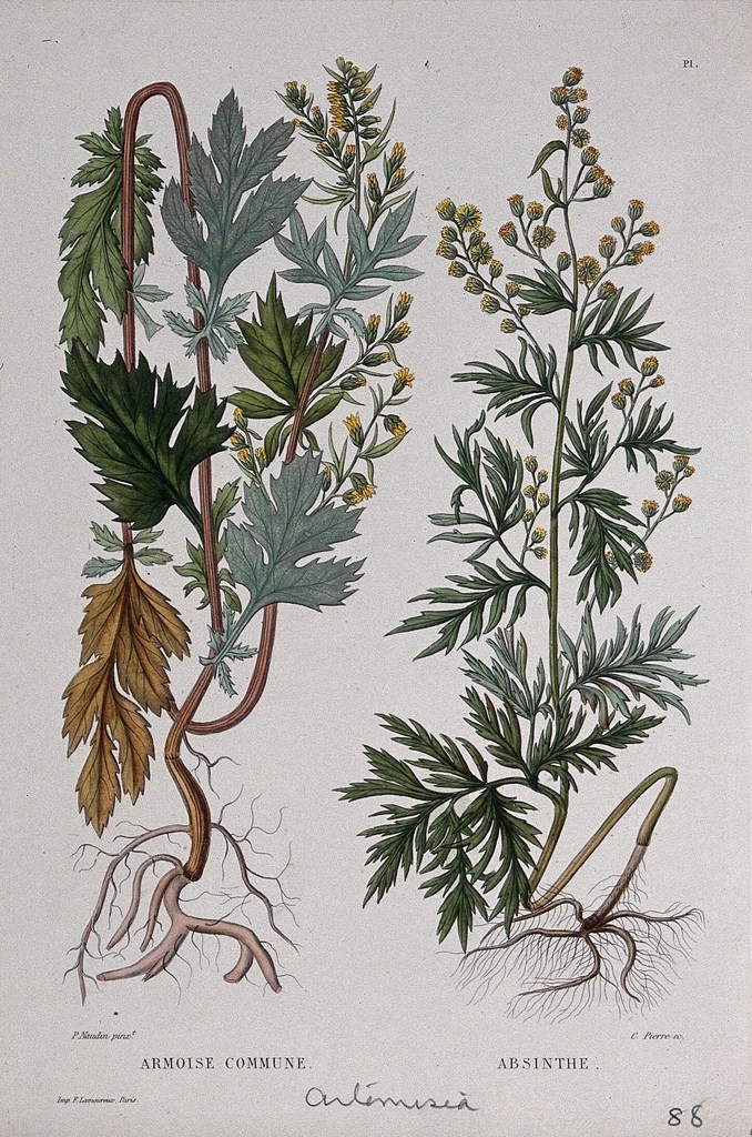 An old botanical illustration of a member of Artemisia.
