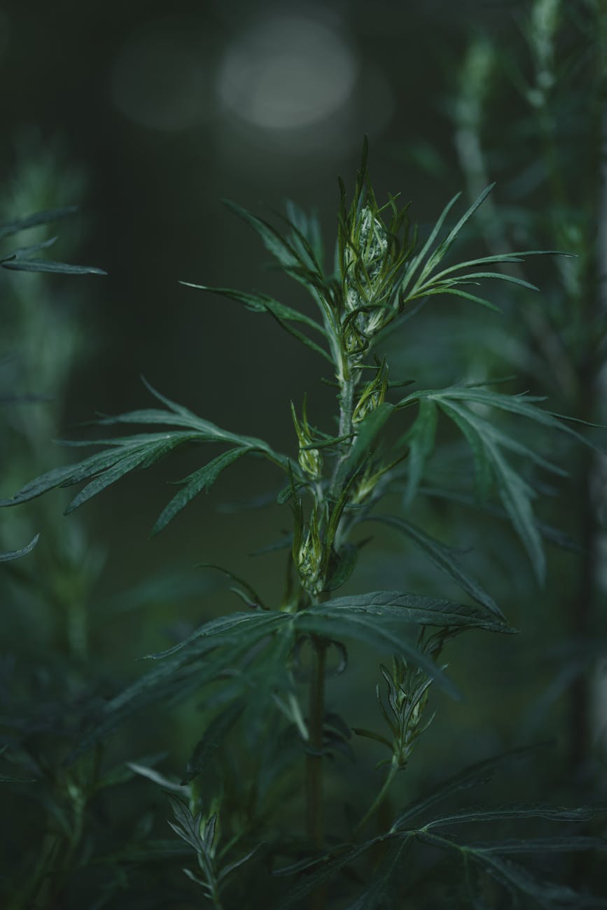 A close-up of a young sprig of mugwort.