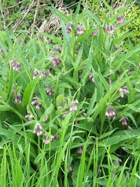 Common comfrey growing in a lawn.