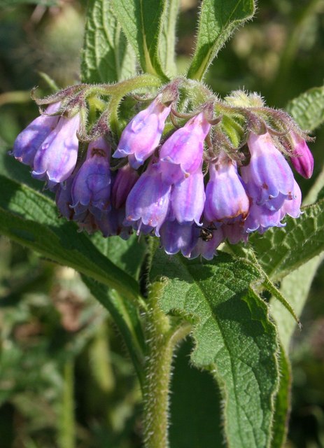 A cluster of bell-shaped purple comfrey flowers.