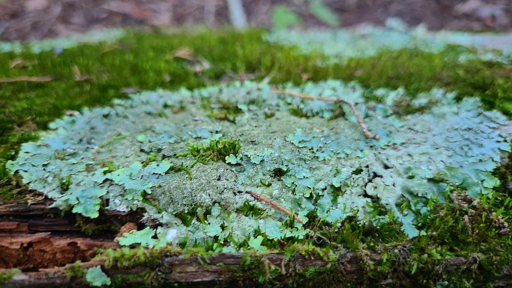 A close-up of some very pretty lichen, growing in a bed of moss.