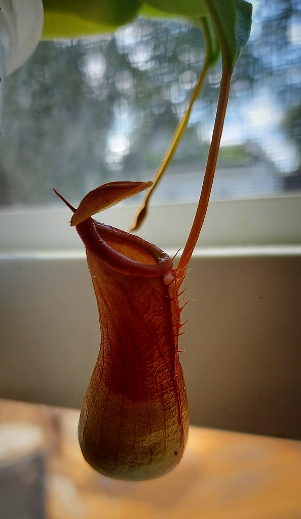 A close-up of another pitcher on the same plant. 
