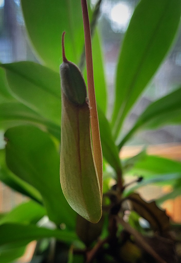 A close up of a young pitcher, with its "lid" still sealed.
