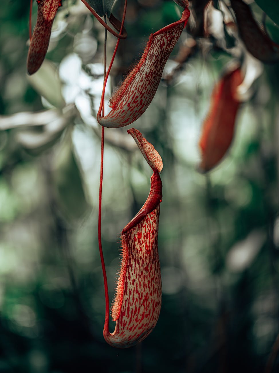A view of particularly striking Nepenthes pitchers, with bright red hairs and streaks on their otherwise-green pitchers. 