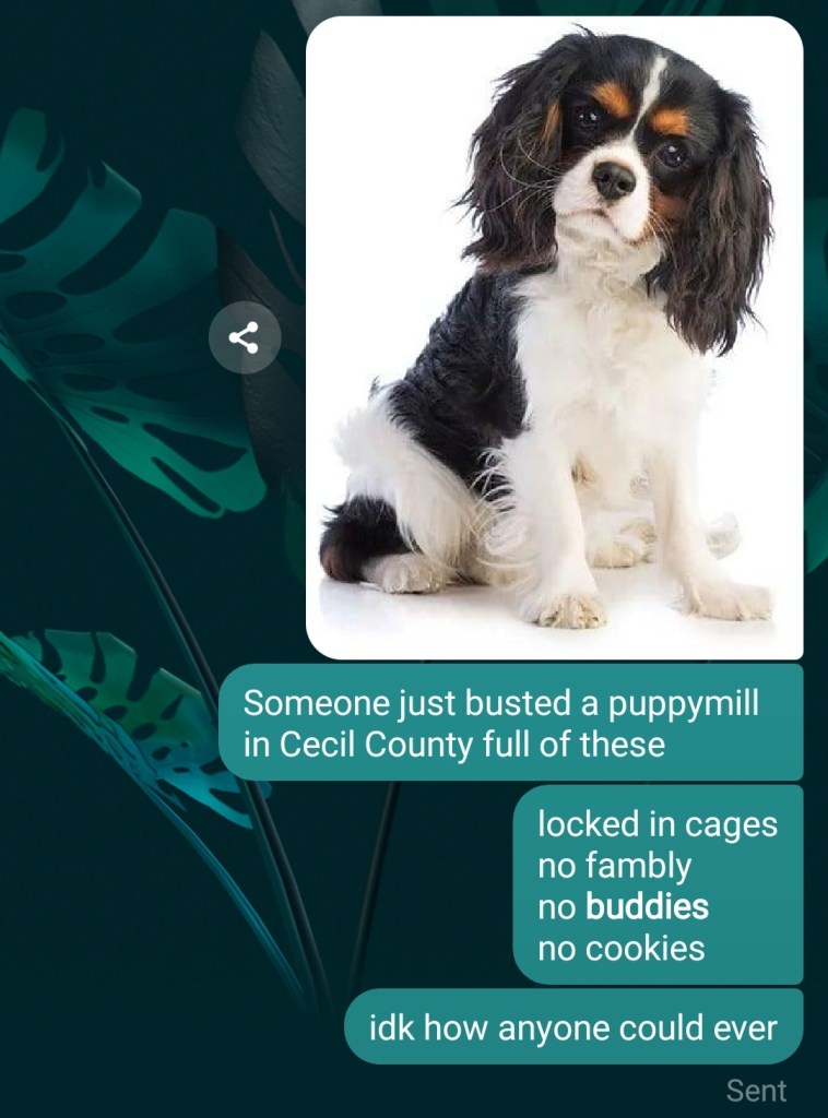 A photo of a Cavalier King Charles Spaniel, as well as the text:
"Someone just busted a puppy mill in Cecil County full of these"
"locked in cages
no family
no buddies
no cookies"
"idk how anyone could ever"