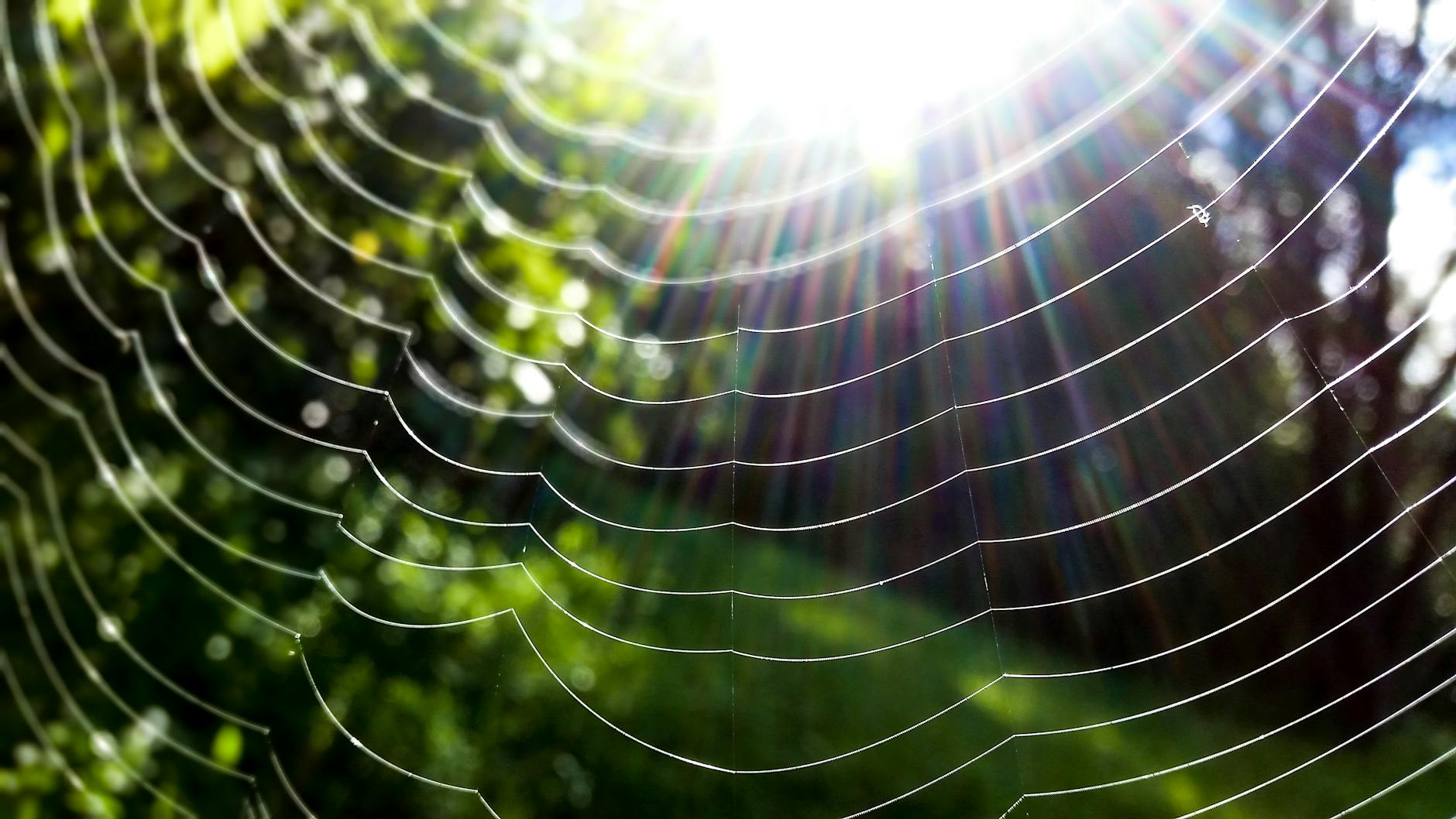 Strands of a spider's web, highlighted in the sunlight. There are trees and shrubs visible in the background.