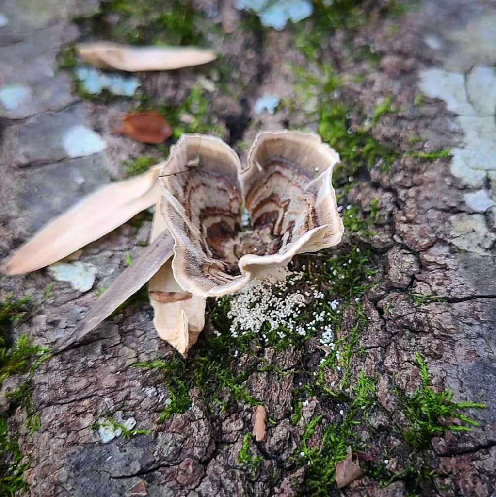 Turkey tail mushrooms.