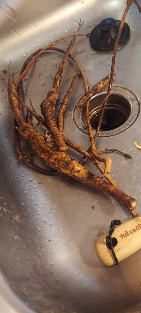 A small clump of kudzu roots in a stainless steel sink.