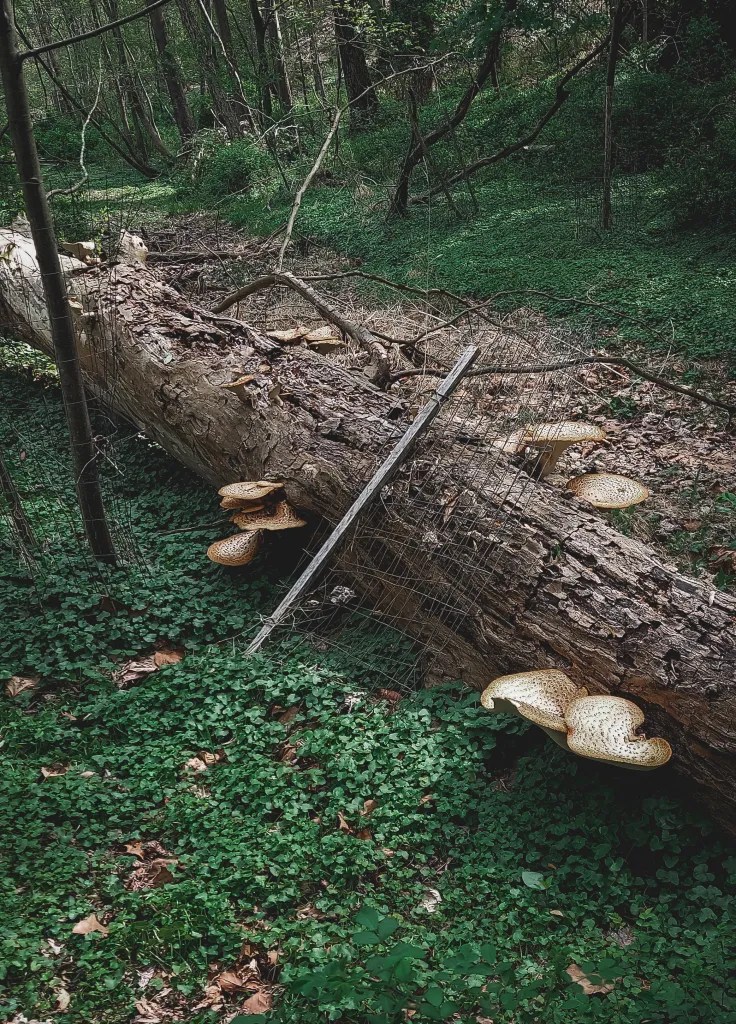 A fallen tree sporting several large dryad's saddle mushrooms.