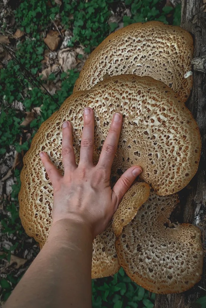 A person's hand resting on top of a dryad's saddle mushroom. The mushroom displays the characteristic scaly brown and beige pattern and is very broad -- easily two hands long.