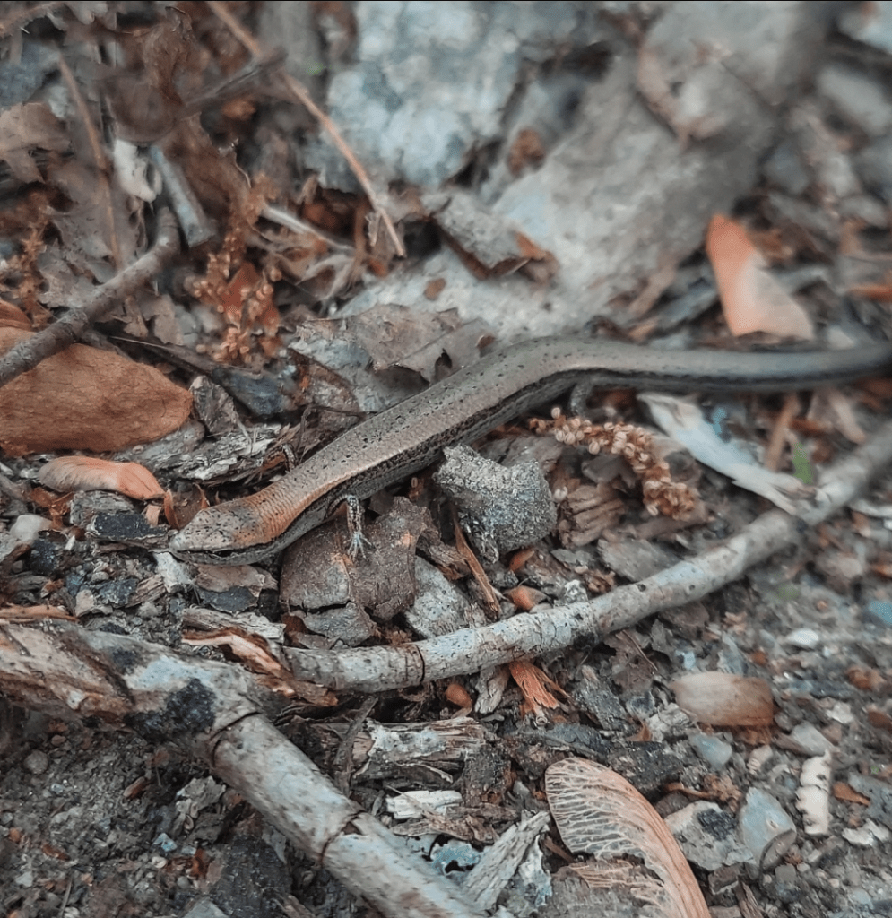 A small, sleek brown lizard in some twigs and leaf litter.