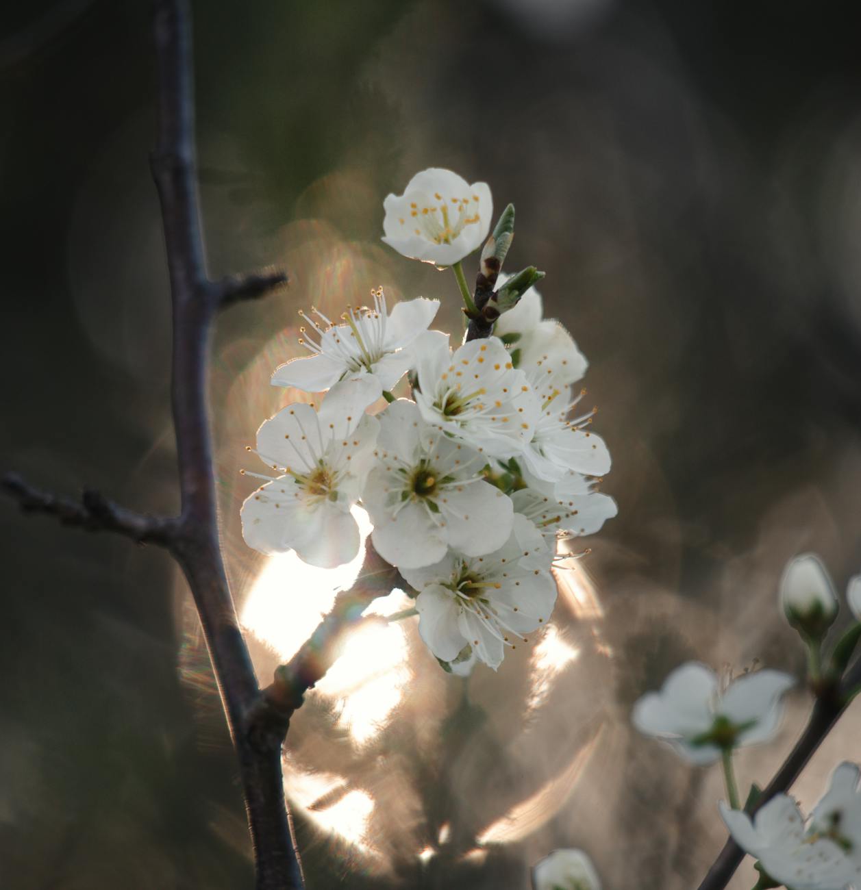 White blackthorn flowers on branches.